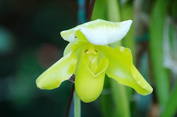 Image showing Green lady slipper (orchid)