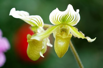 Image showing Green lady slipper (orchid)
