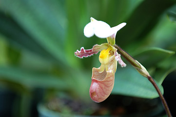 Image showing Pink lady slipper (orchid)