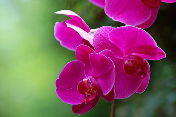 Image showing Pink Orchid