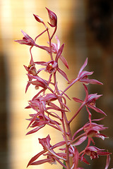 Image showing Pink orchid