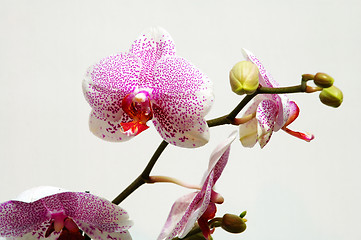 Image showing Pink spot orchid