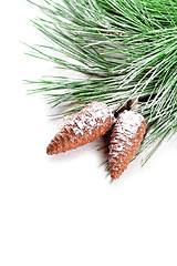 Image showing fir tree branch with pinecones 