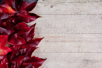 Image showing red autumn leaves 