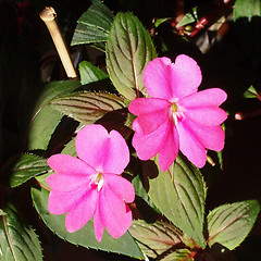 Image showing Impatiens New Guinea flower