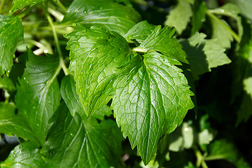 Image showing Catnip plant up close