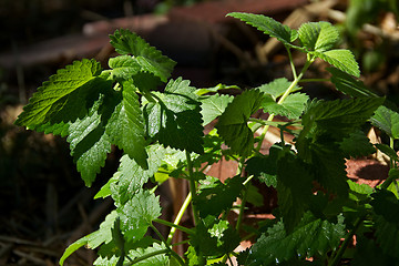 Image showing Catnip plant