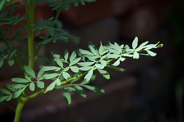 Image showing Medicinal herb Rue