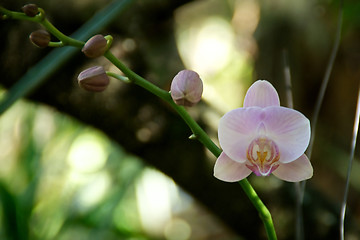 Image showing pastel colored orchid bloom with buds