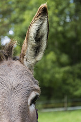 Image showing detail of donkey with huge ear