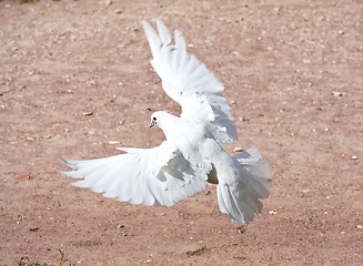 Image showing White pigeon