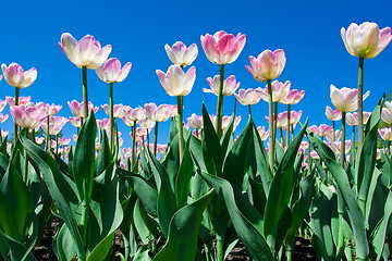 Image showing Tulip flowers