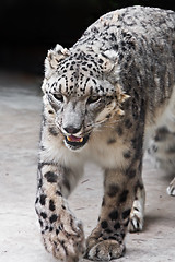 Image showing Snow Leopard