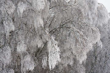 Image showing Winter forest