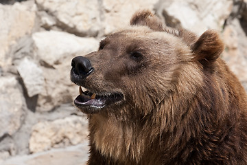 Image showing Bear