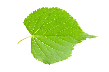 Image showing Green leaf