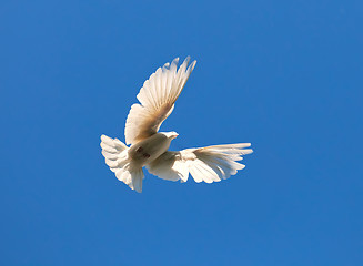 Image showing White pigeon