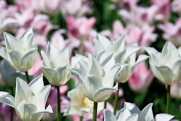 Image showing Tulip flowers