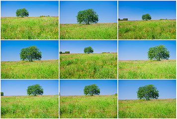Image showing Tree and field