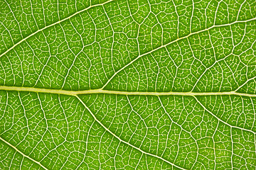 Image showing Green leaf