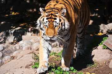 Image showing Tiger