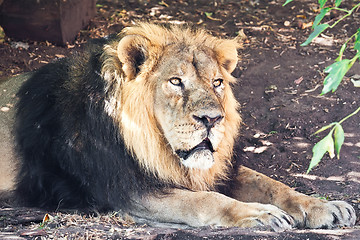 Image showing Lion