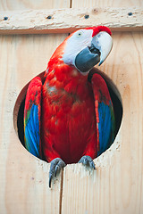 Image showing Ara parrot