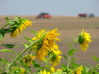 Image showing Colors of the summer