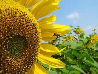 Image showing Colors of the summer