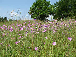 Image showing Fields and meadows