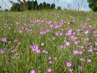 Image showing Fields and meadows