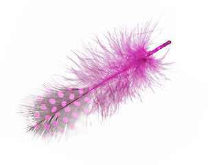 Image showing Guinea fowl feather in purple on a white background