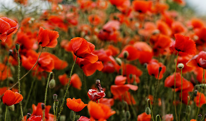 Image showing Red poppies