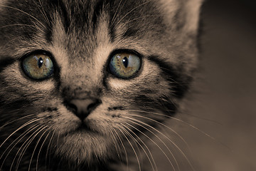 Image showing Tabby kitten