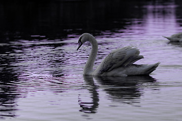 Image showing Lonely swan