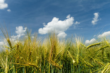 Image showing Green and yellow wheat