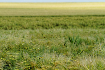 Image showing Green and yellow wheat