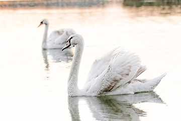 Image showing Lonely swan