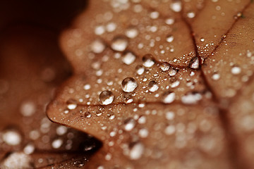 Image showing Fallen leaves covered with raindrops