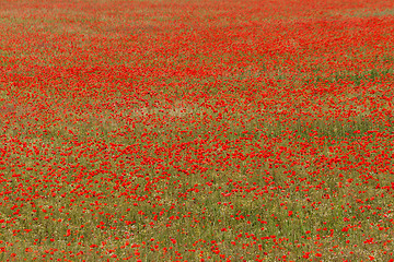 Image showing Red poppies