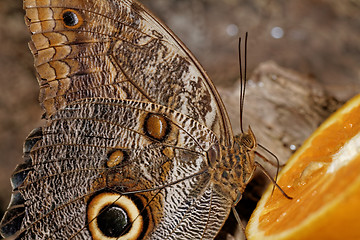 Image showing Macro photograph of a butterfly 