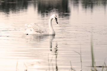 Image showing Lonely swan