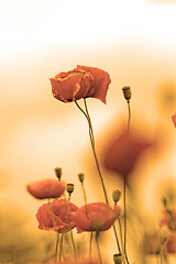 Image showing Red poppies
