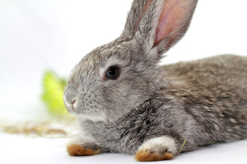 Image showing Gray rabbit