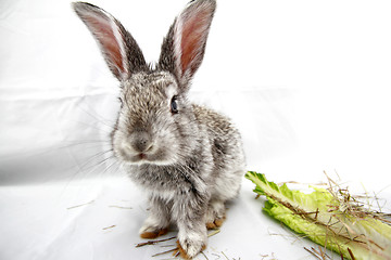 Image showing Gray rabbit