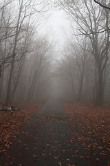 Image showing Road in the foggy 