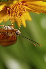 Image showing Orange butterfly