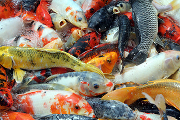 Image showing fishes