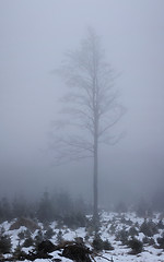 Image showing Tree and fog