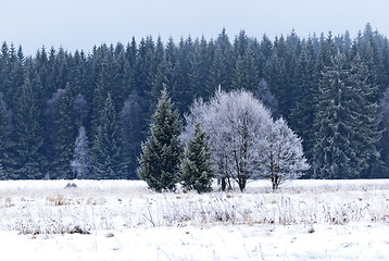 Image showing Trees and meadow